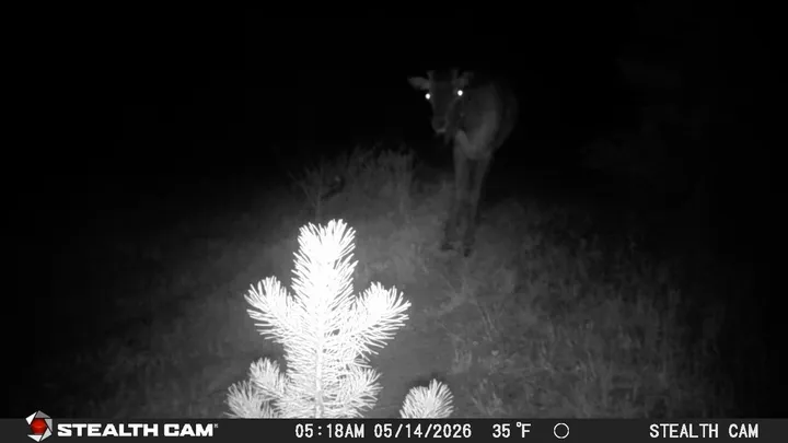 This elk knows it's spooky season. #TrailCamTuesday

Presented by @StealthCamOfficial