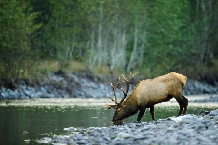 Elk shape the land they roam. Their grazing opens meadows, and their migrations connect ec