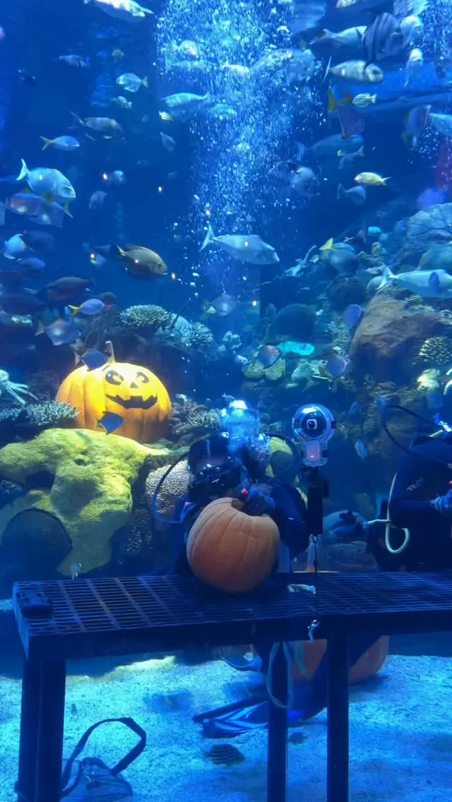 This is Halloween at Silverton Casino. 🎃
Watch as our amazing aquatics team carves some